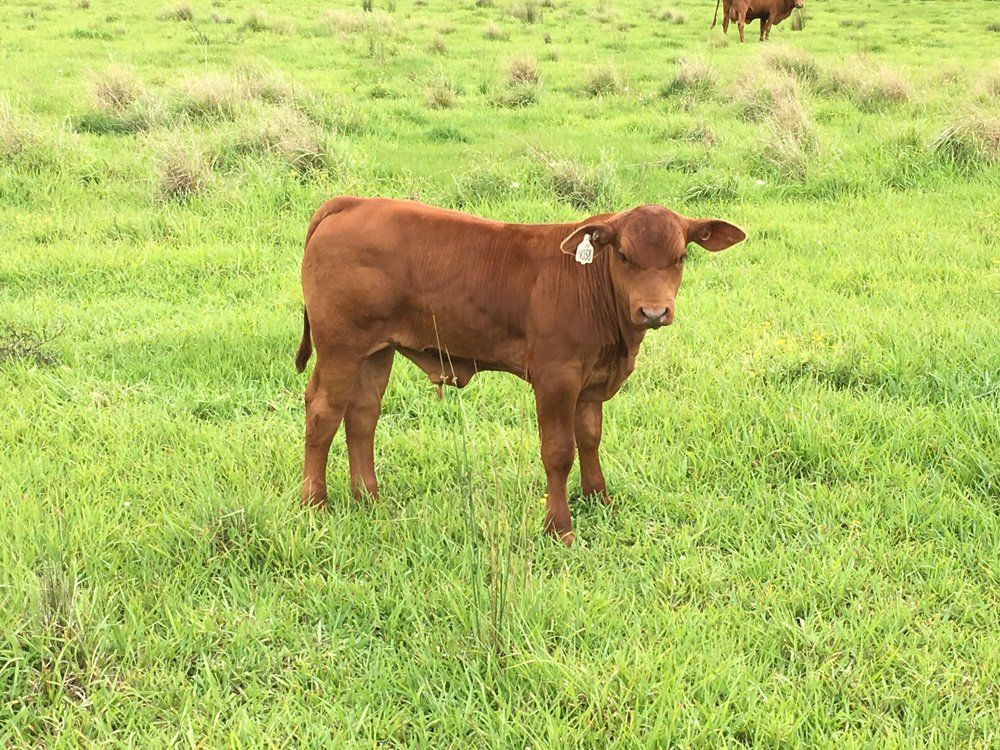 a cow standing in grass