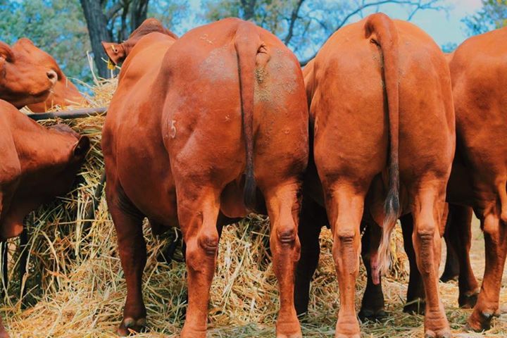 cow back view