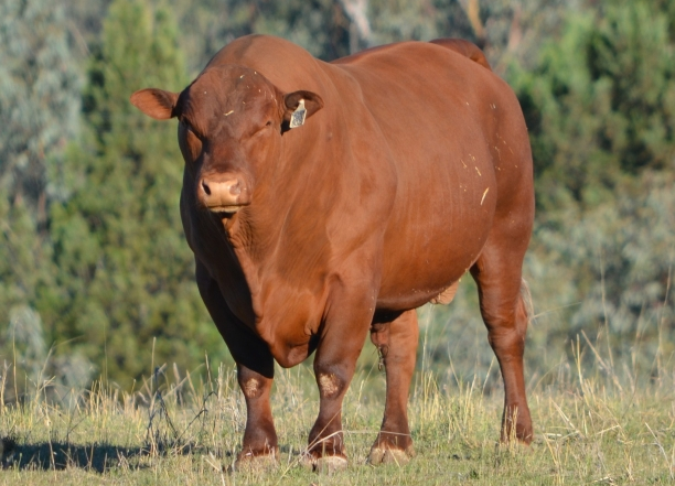 fat cow