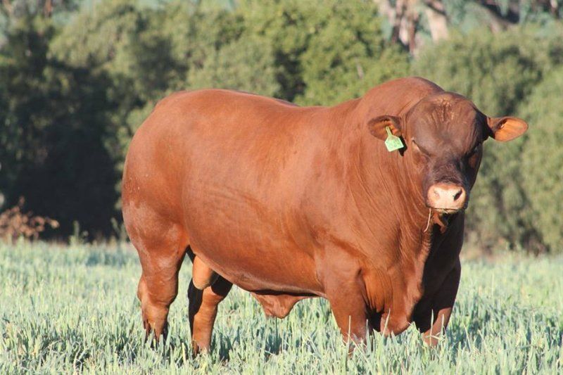 two cow standing