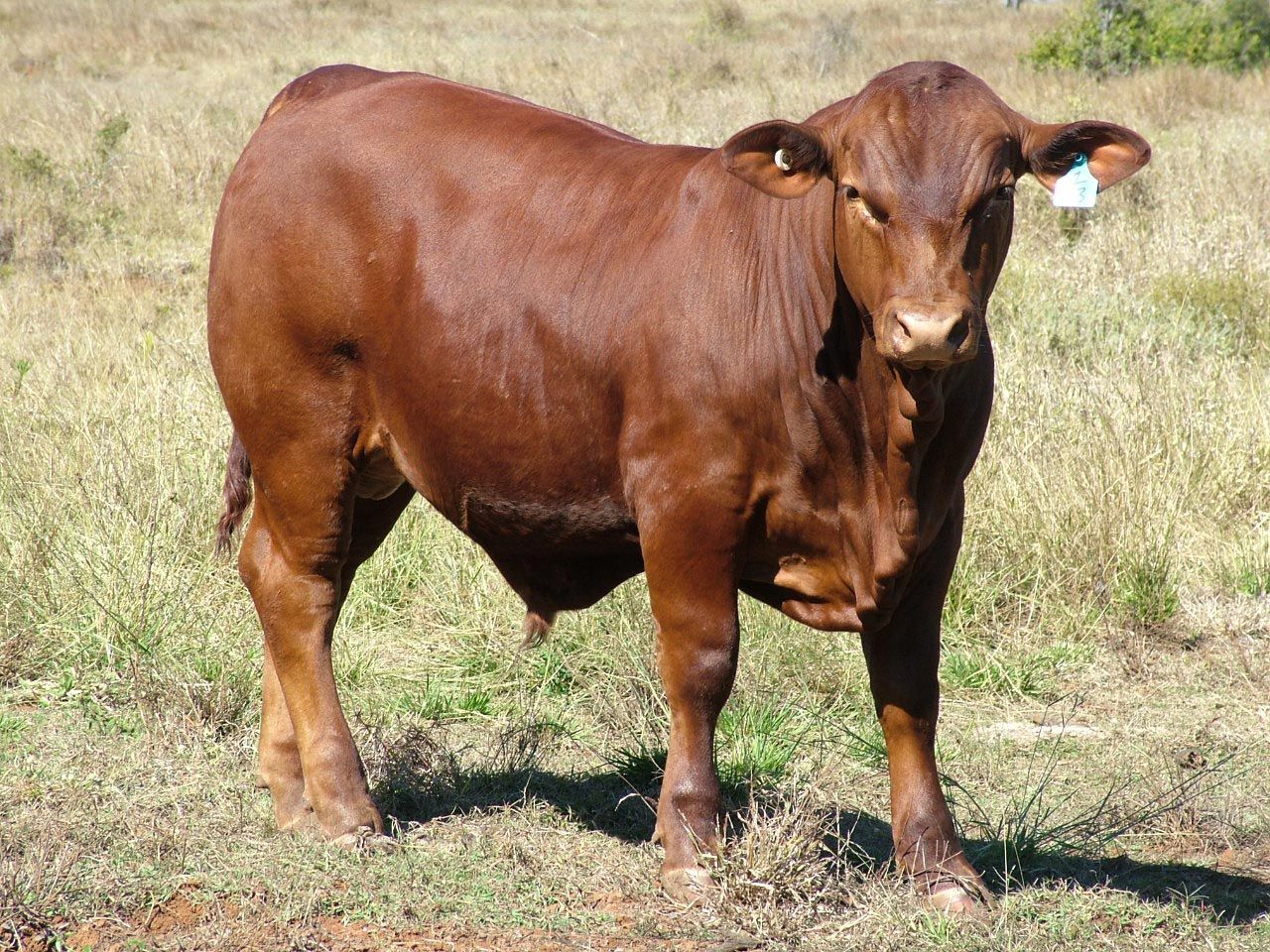 tow cow eating