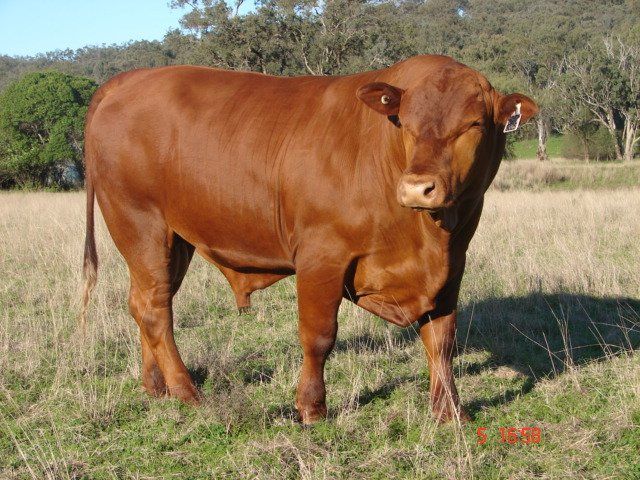 cow in grass