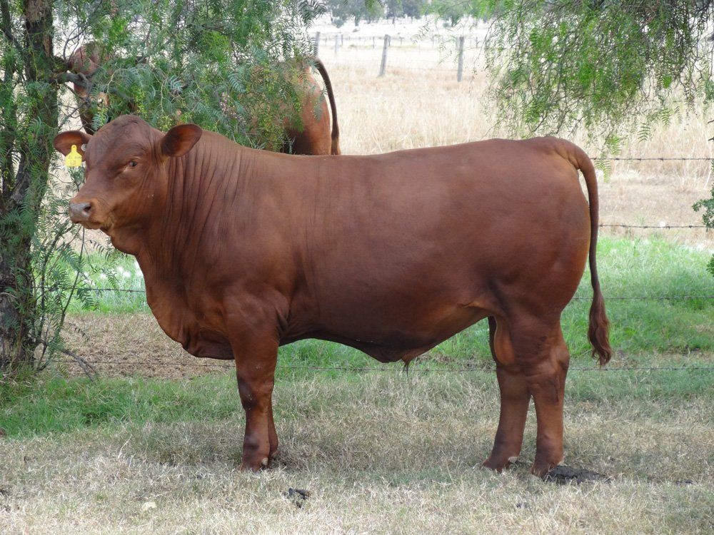 cow in grass