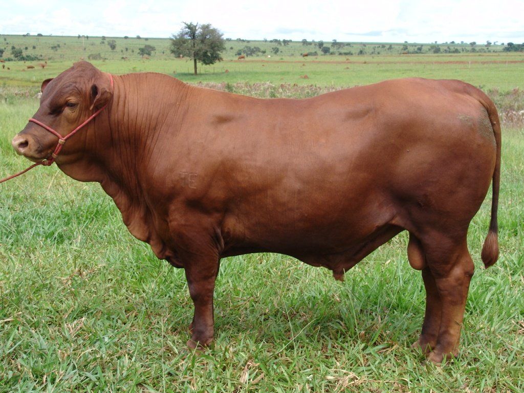 cow in grass