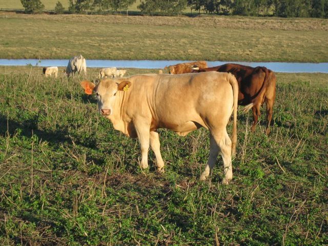 cows in river
