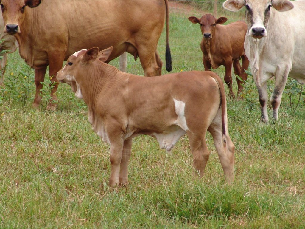 cow and family