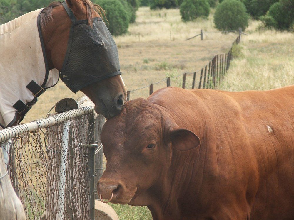 cow and a horse