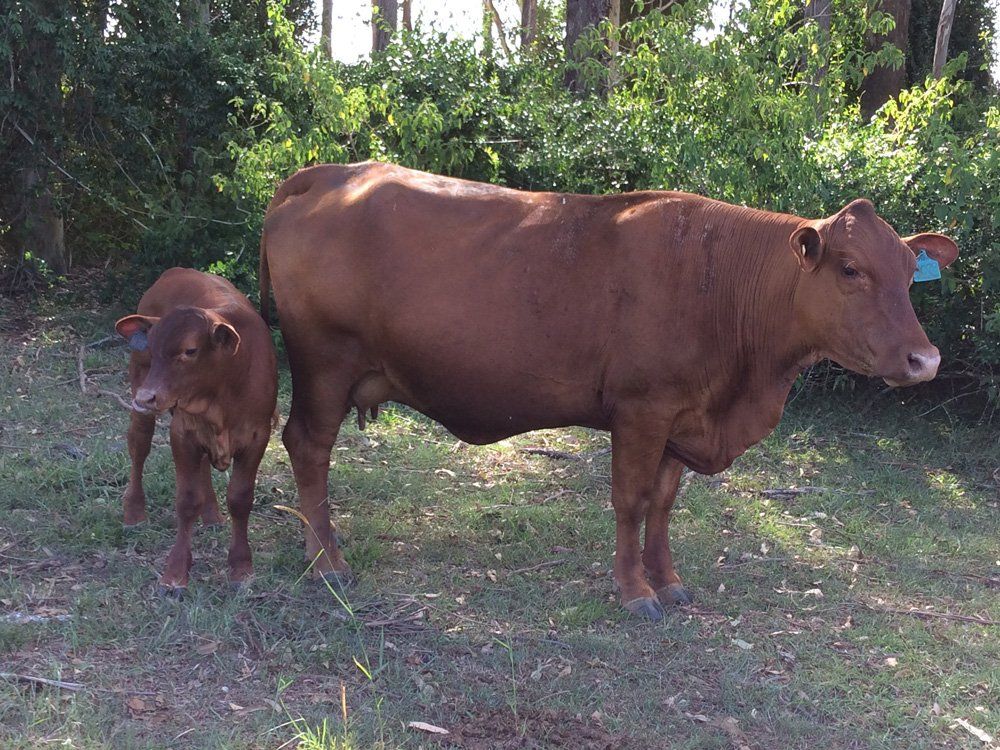 cow and its child