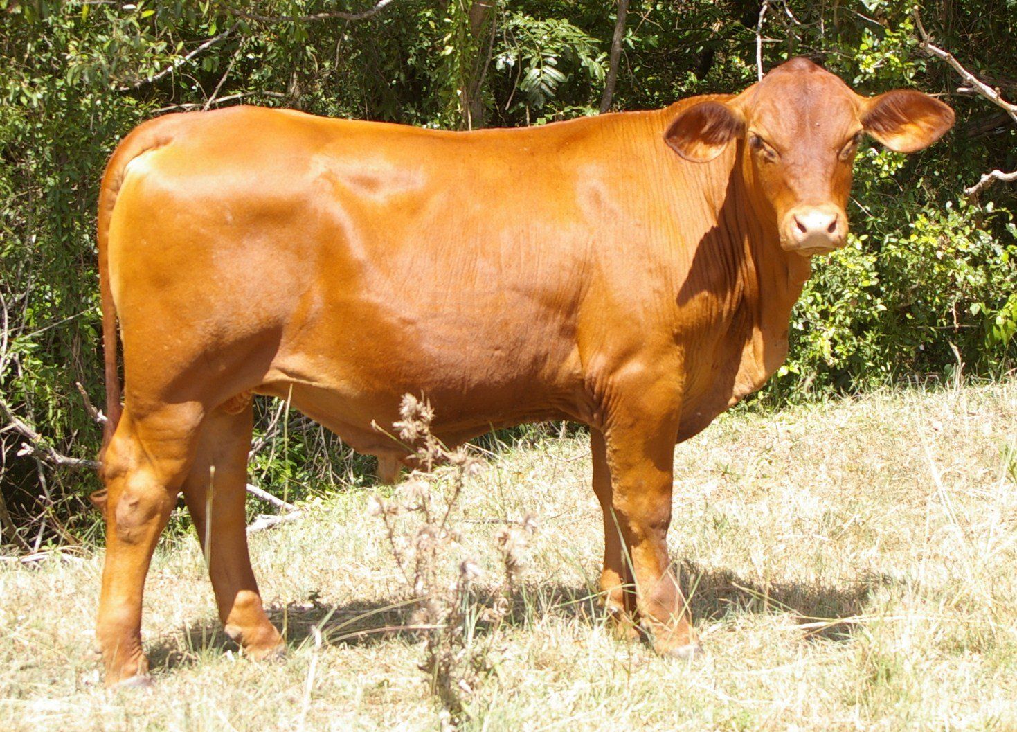 cow in sunny day
