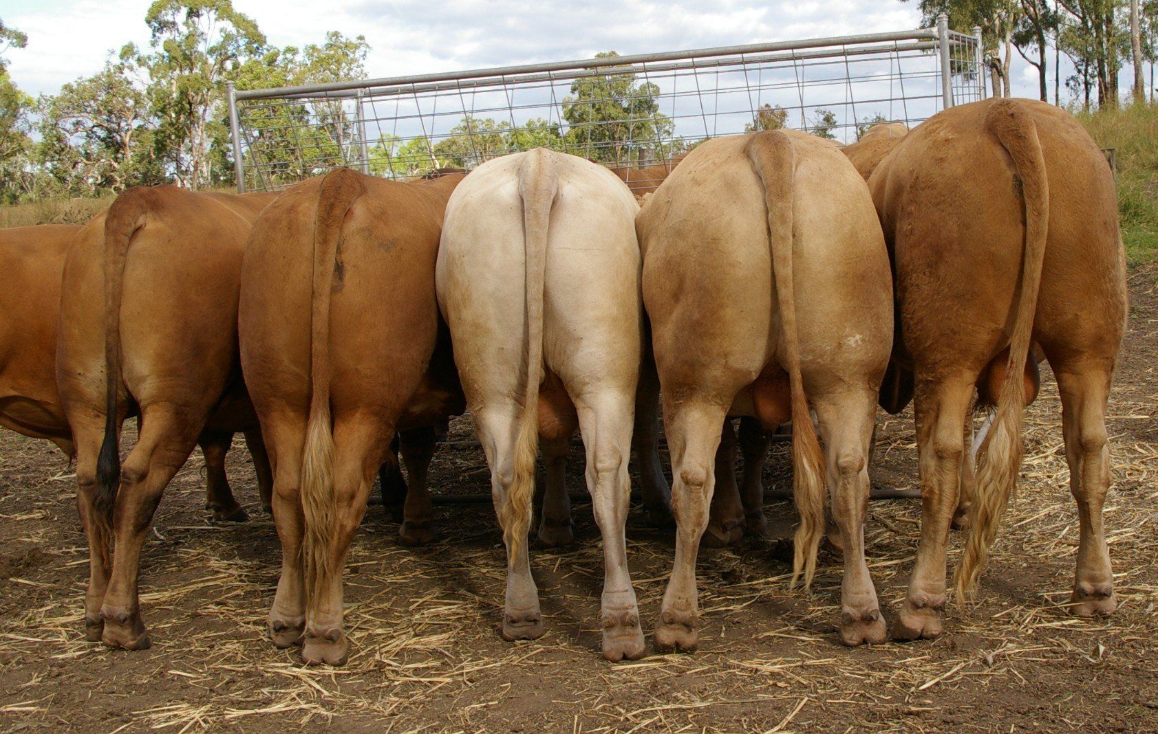 back of cow