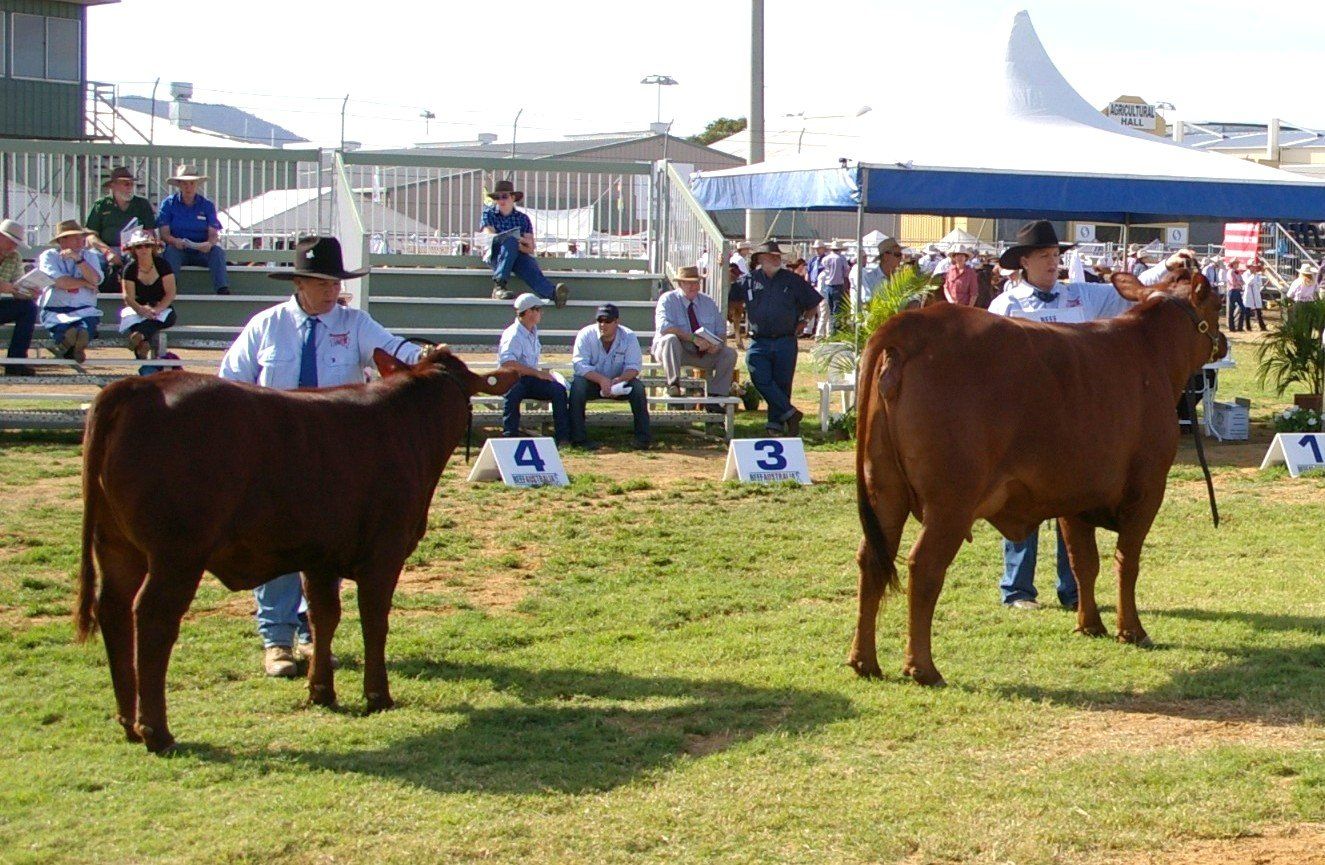 cow contest