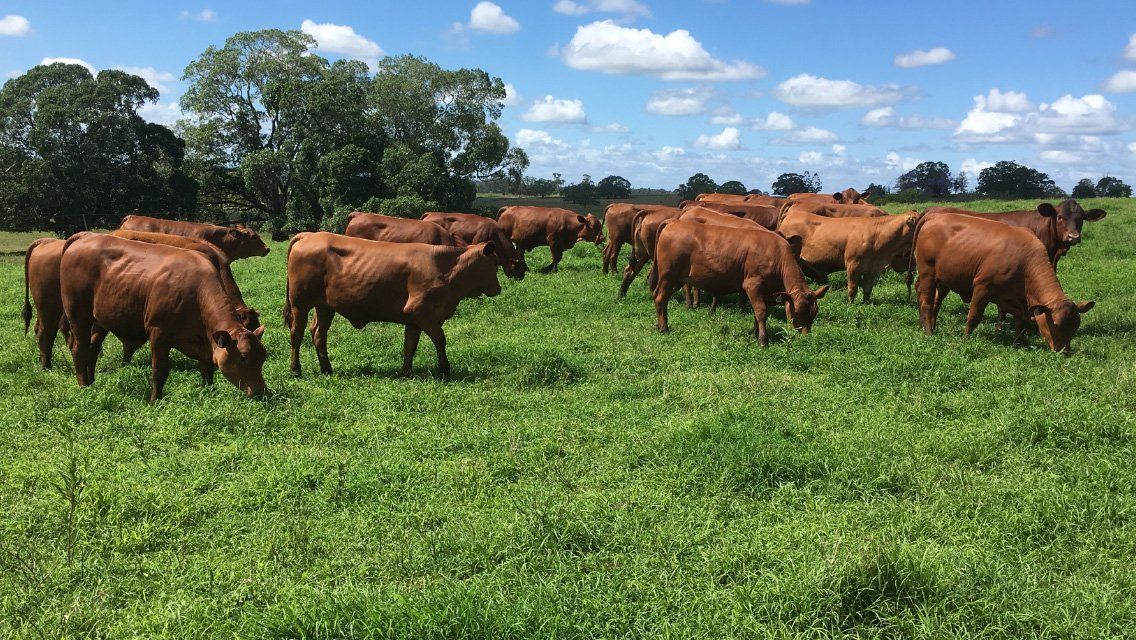 group of cow