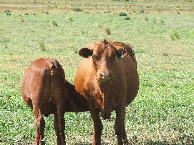 tow cow