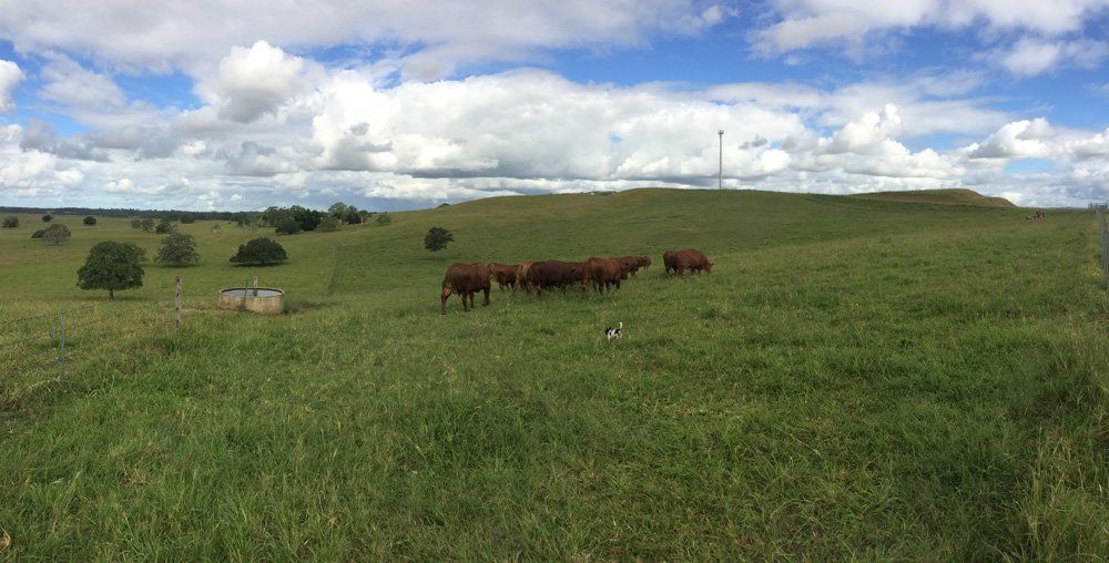cows in fields