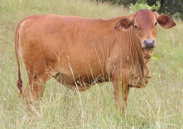 grass and cow