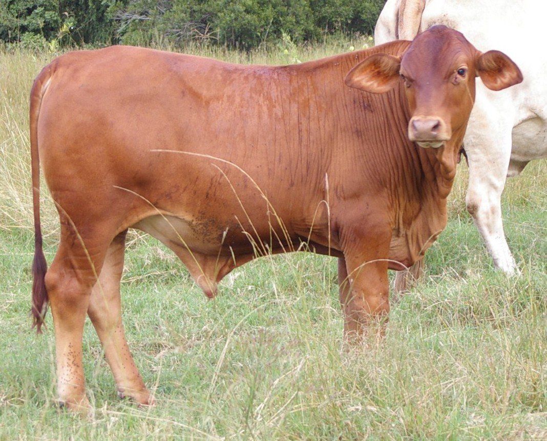 cow