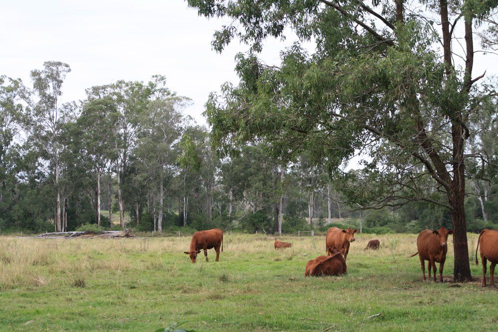 cow beside the three