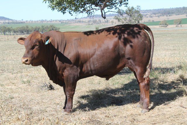 cow under a tree
