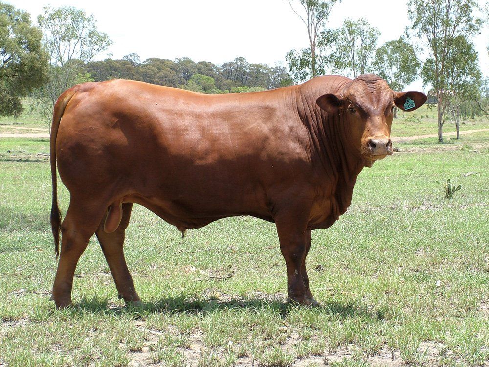 cow in grass