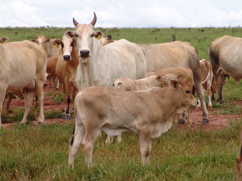 long horn cow
