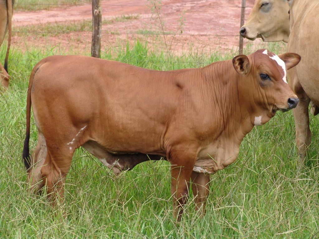 cow eating grass