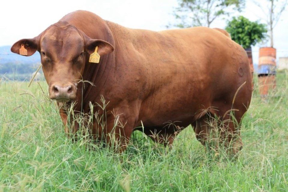 cow in grass