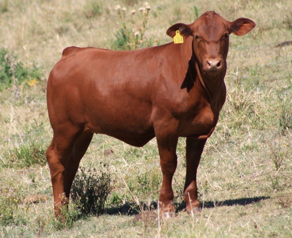 cow with yellow tag