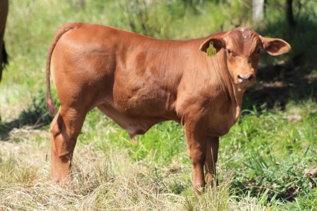 cow with yellow tag