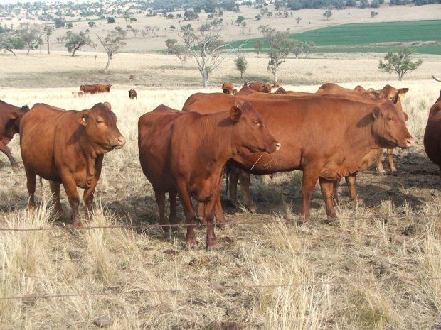 group of cow