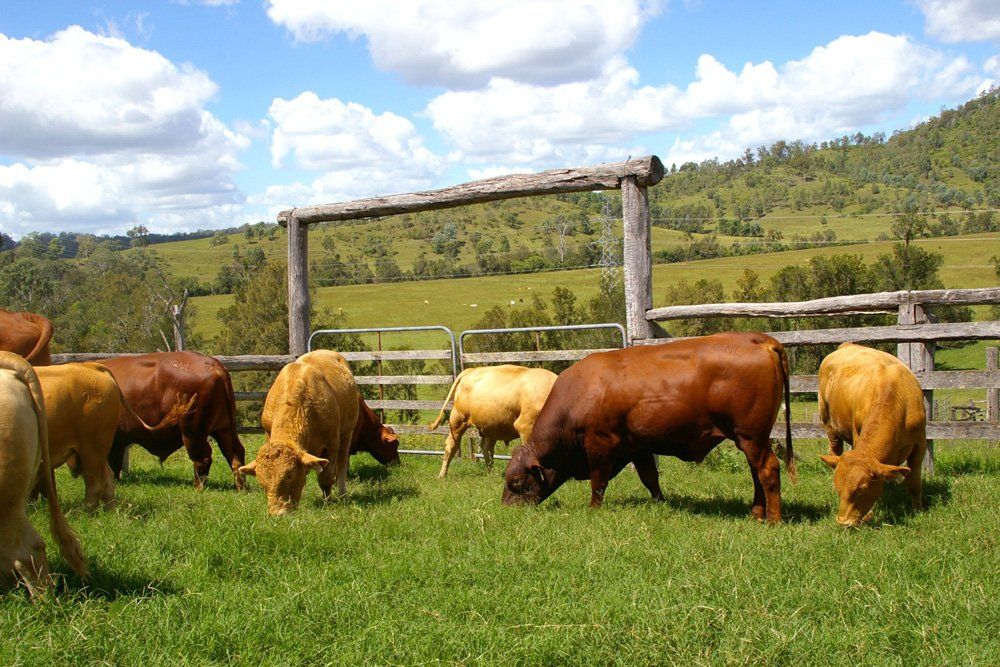 cow inside the fences