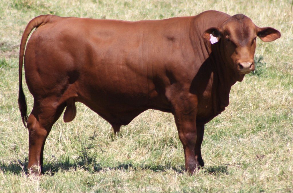 cow in grass