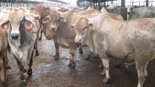 Senepol Shorthorn