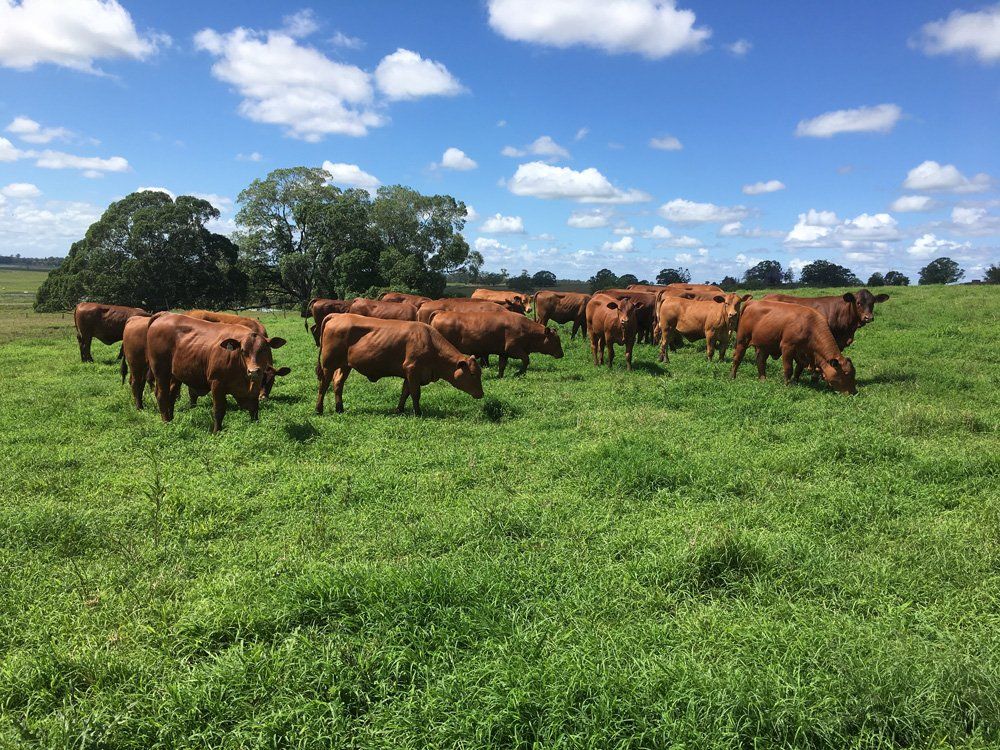 eating cow group
