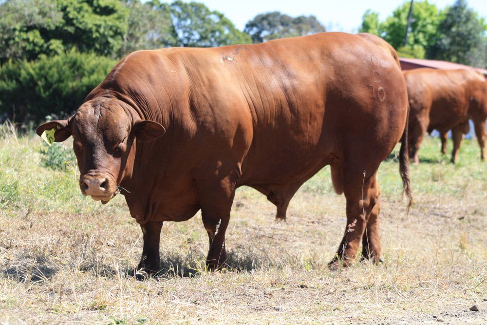 cow in grass