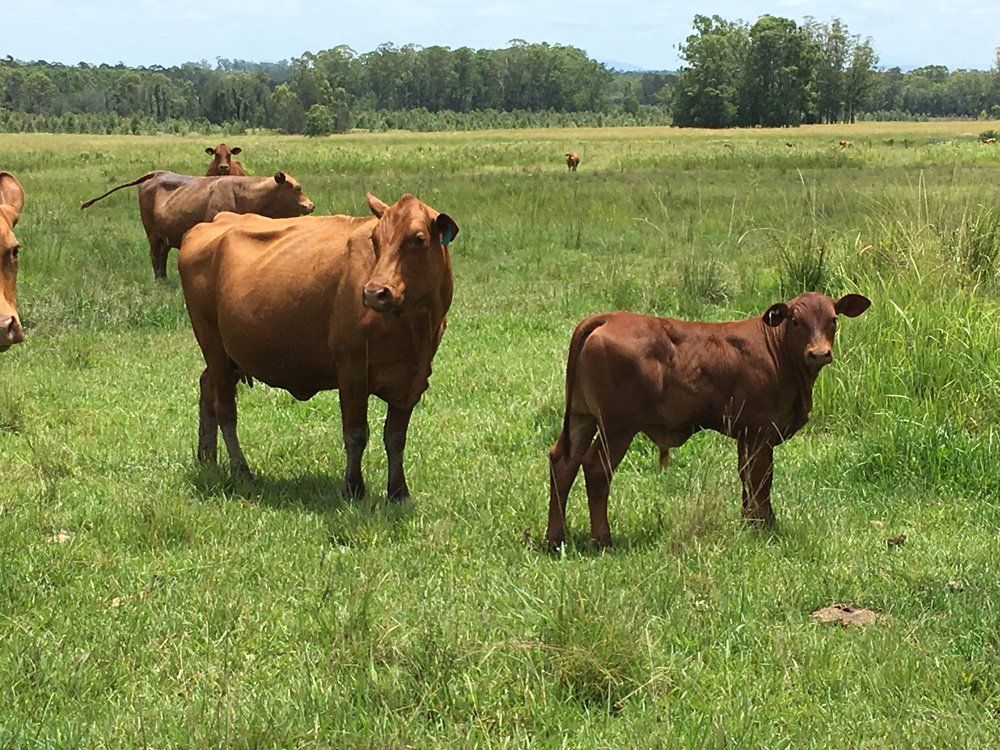 five cow eating