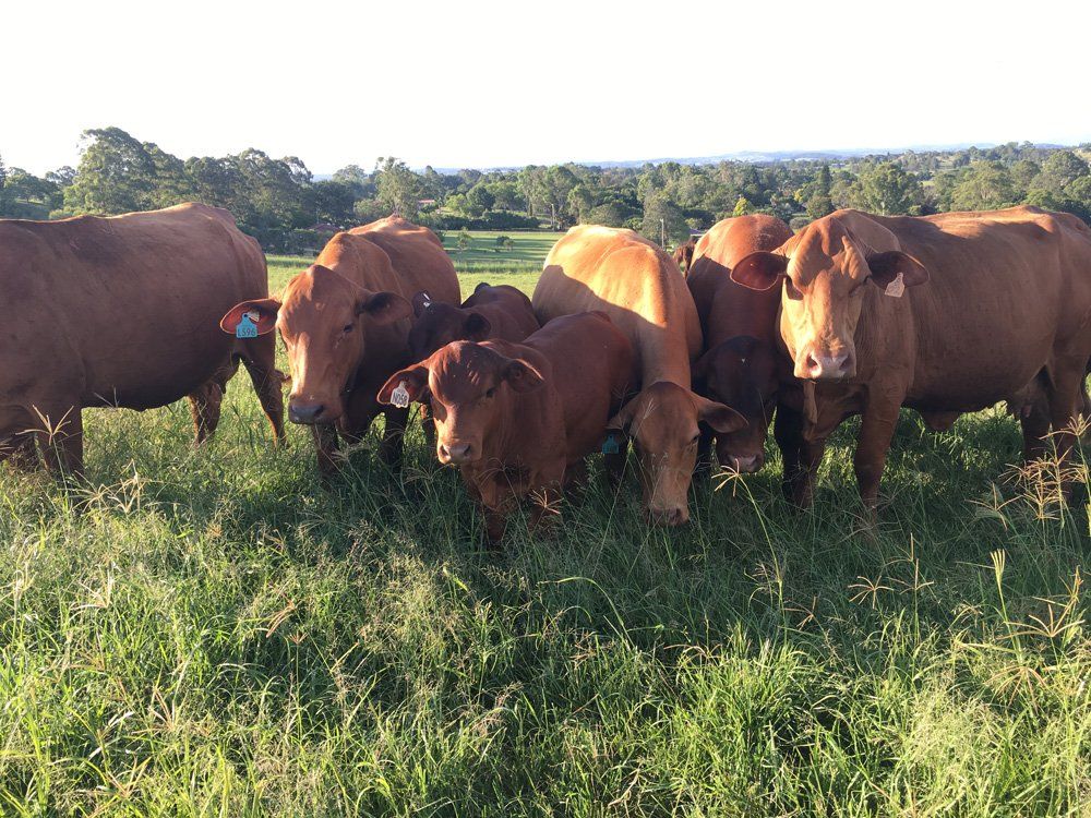 front of cow