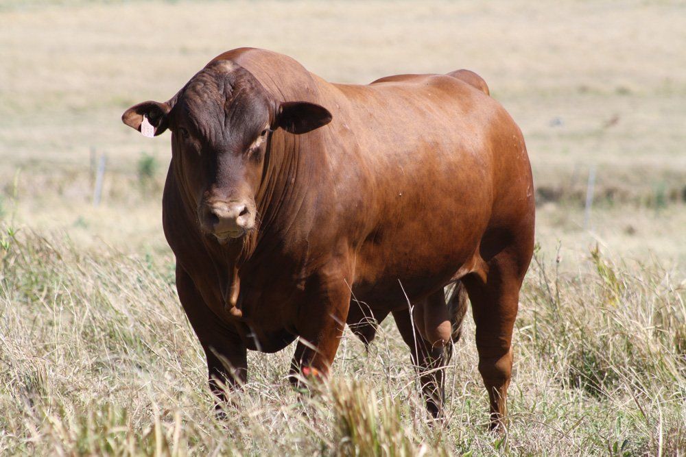 cow in grass