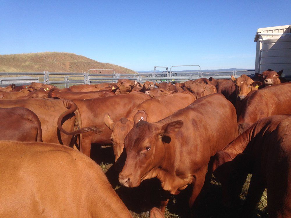 group of cow