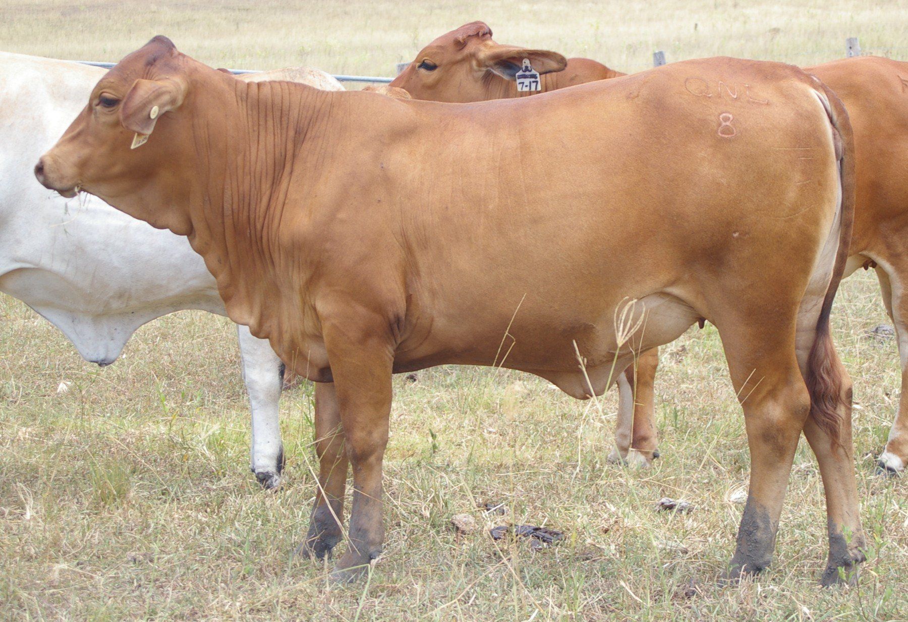 group of cow