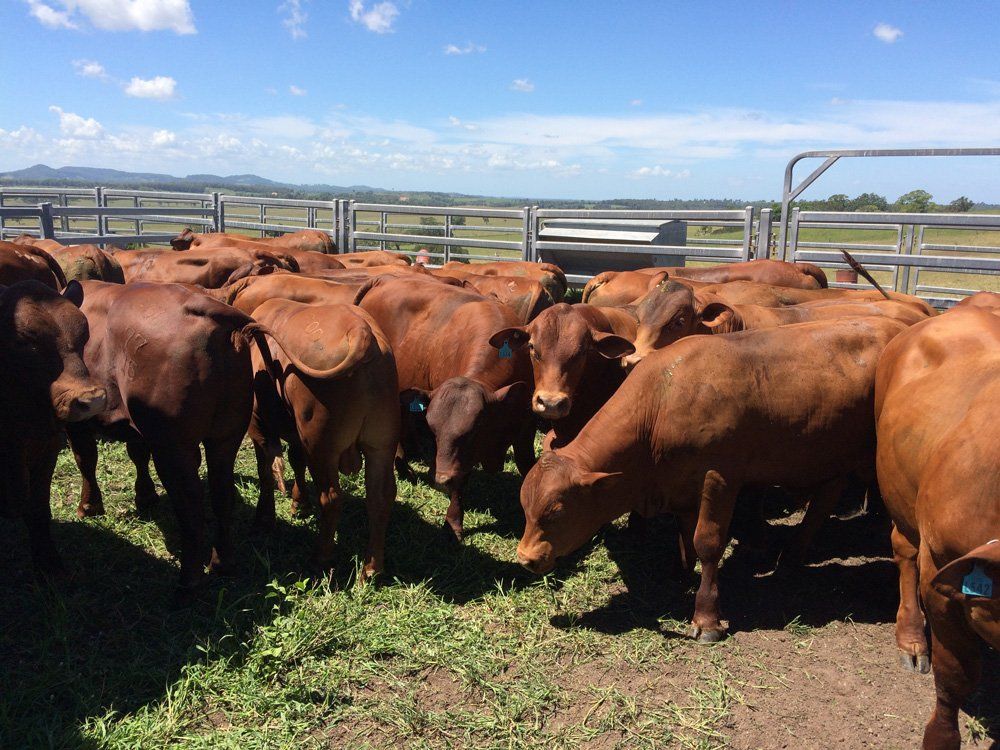 group of cow