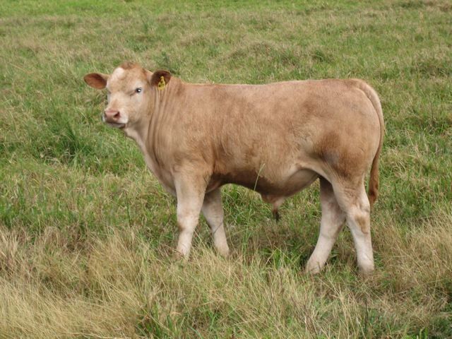 group of cow