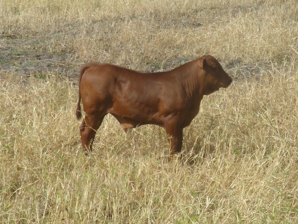 little cow