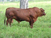 cow in grass