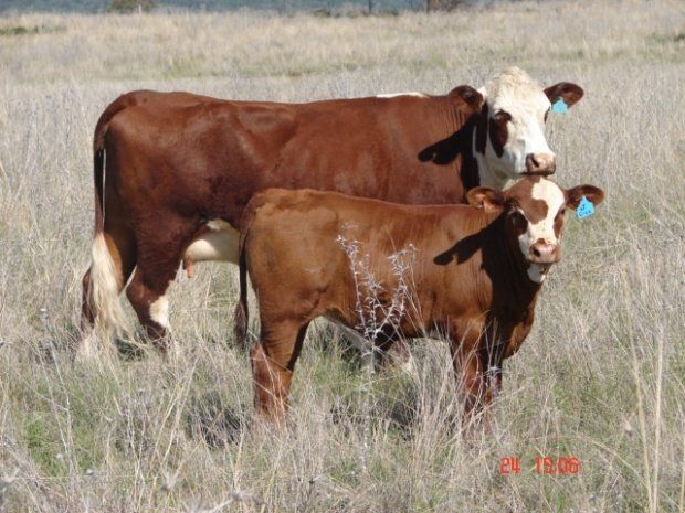 Senepol Brahman