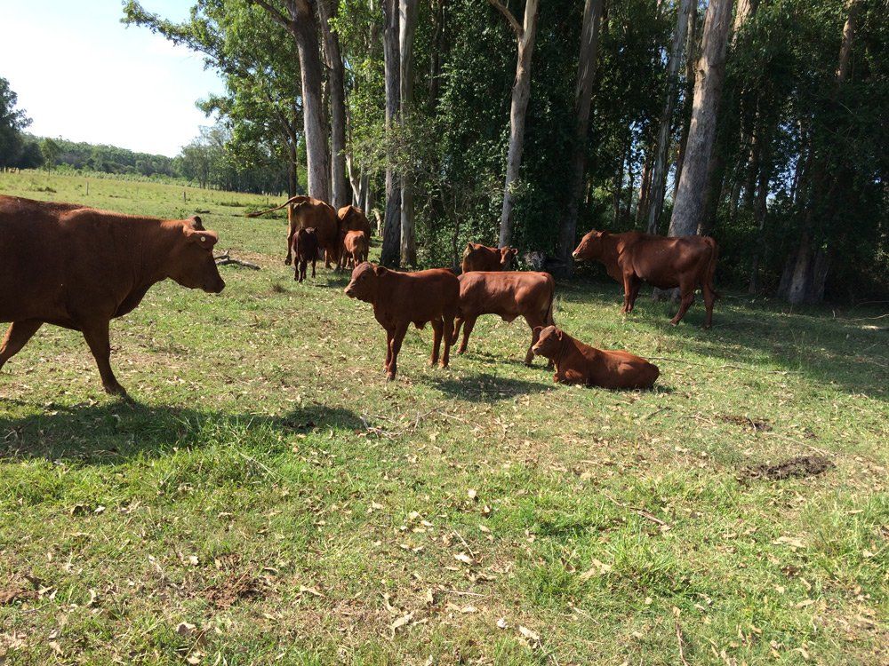 resting cows