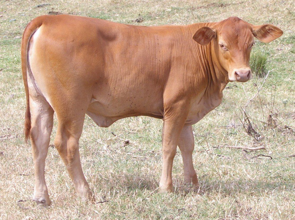 group of cow