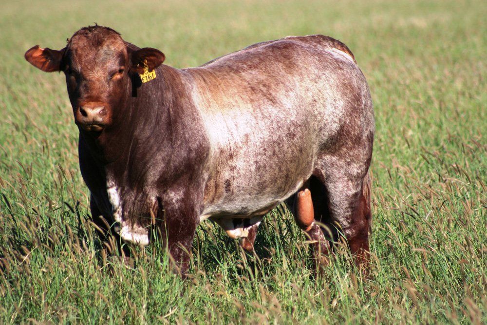 cow with white body
