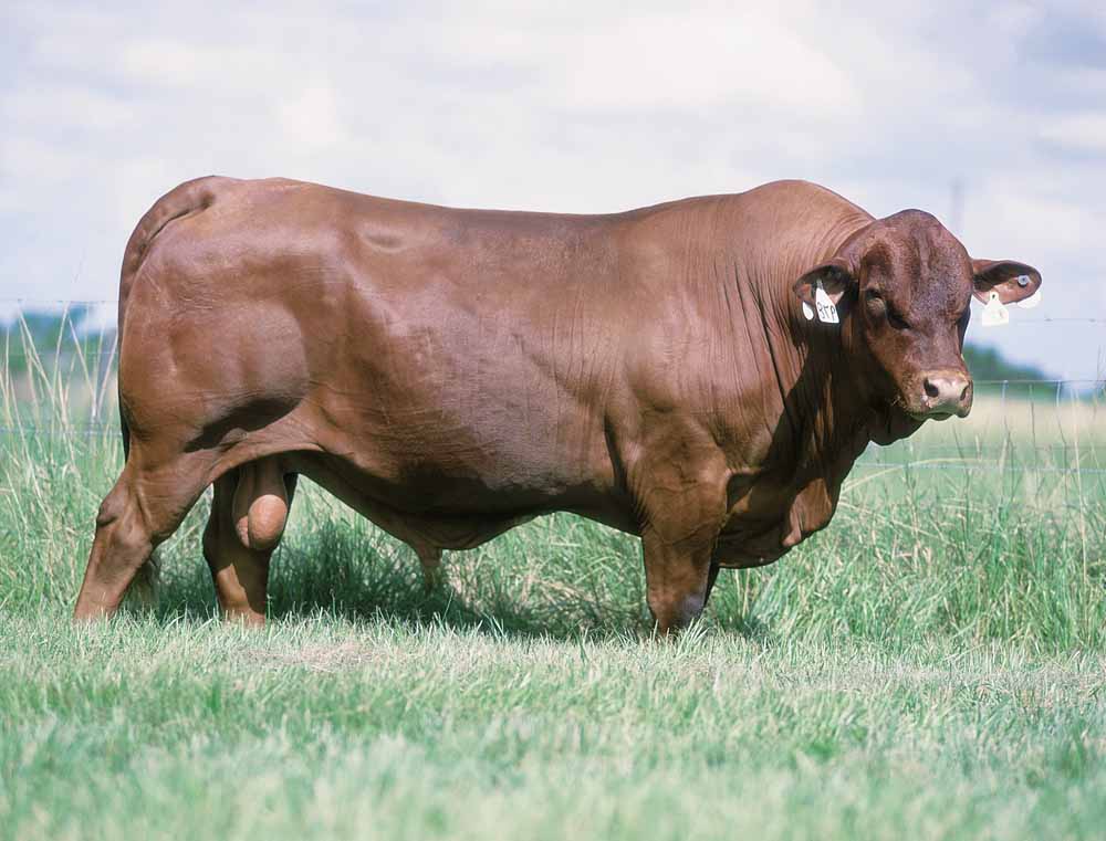 cow on field