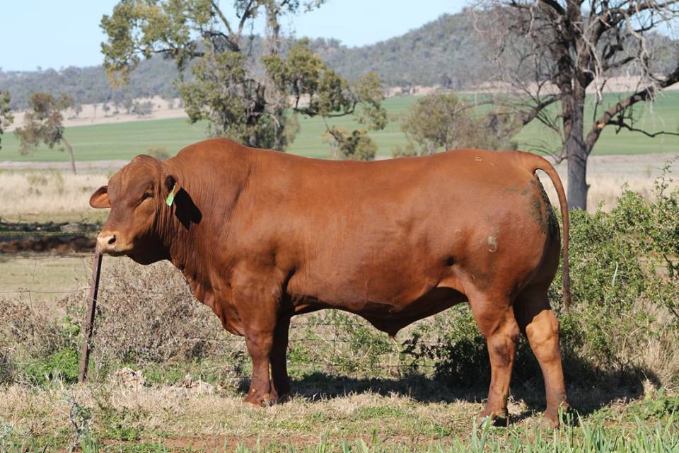 cow in grass