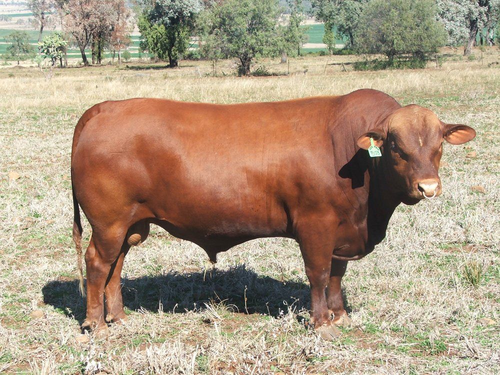 cow in grass